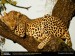 leopard-sleeping-in-tree1[1].jpg